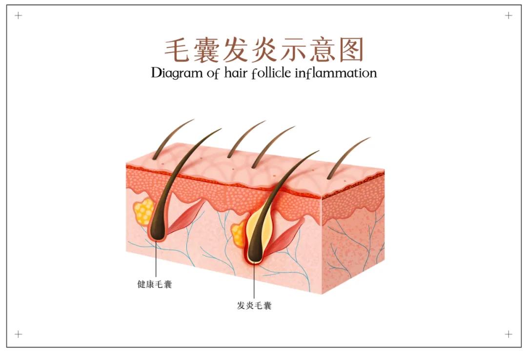 北京帝闊生物科技有限公司