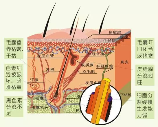 植物染發(fā)加盟